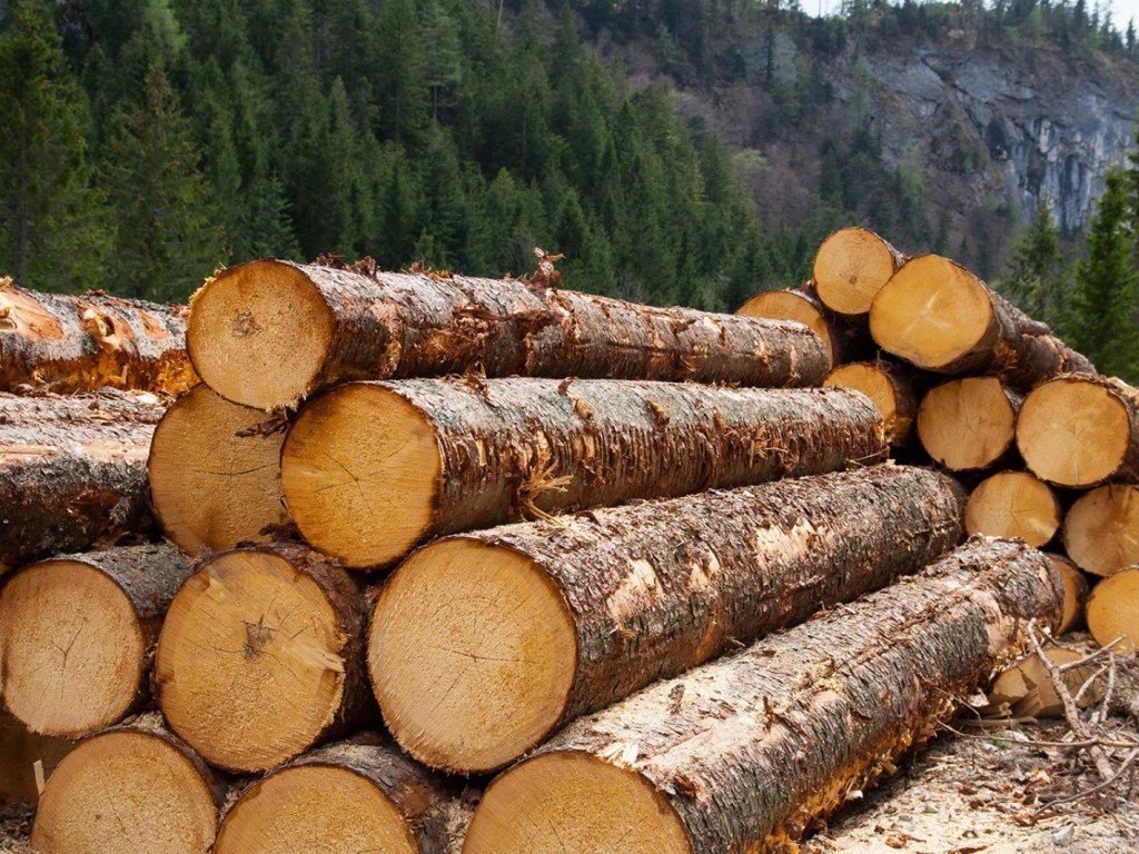 Az illegális fakitermelés és fakereskedelem visszaszorítása