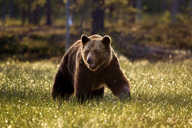Illegálisan kilőtt medvéket találtak két Zala megyei vadásznál
