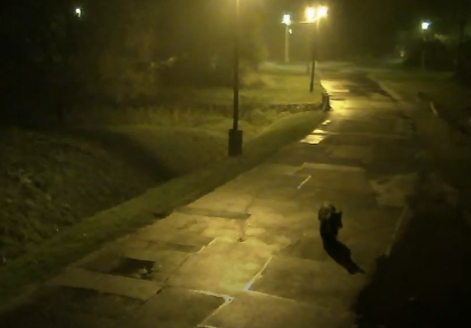 Videón az utcán sétáló medve